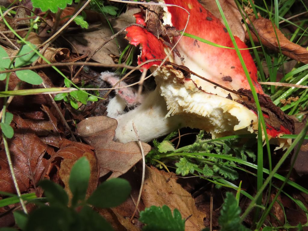 Russula? da identificare