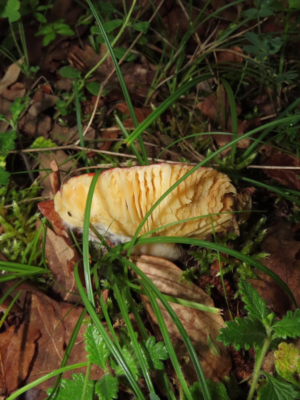 Russula? da identificare