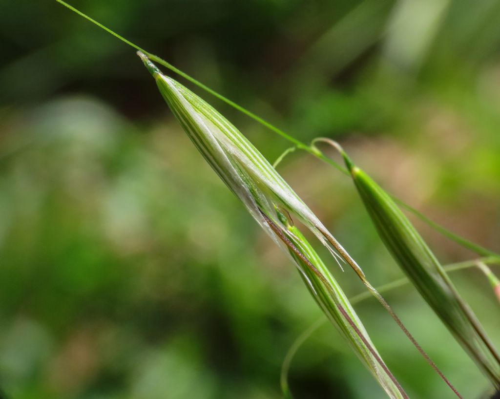 Avena barbata