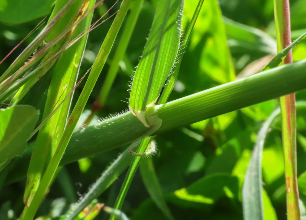 Avena barbata