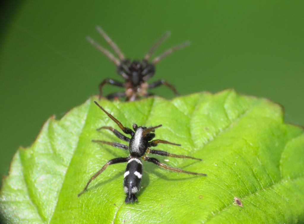 Gnaphosidae: Aphantaulax sp, maschi - Monticchio (AQ)