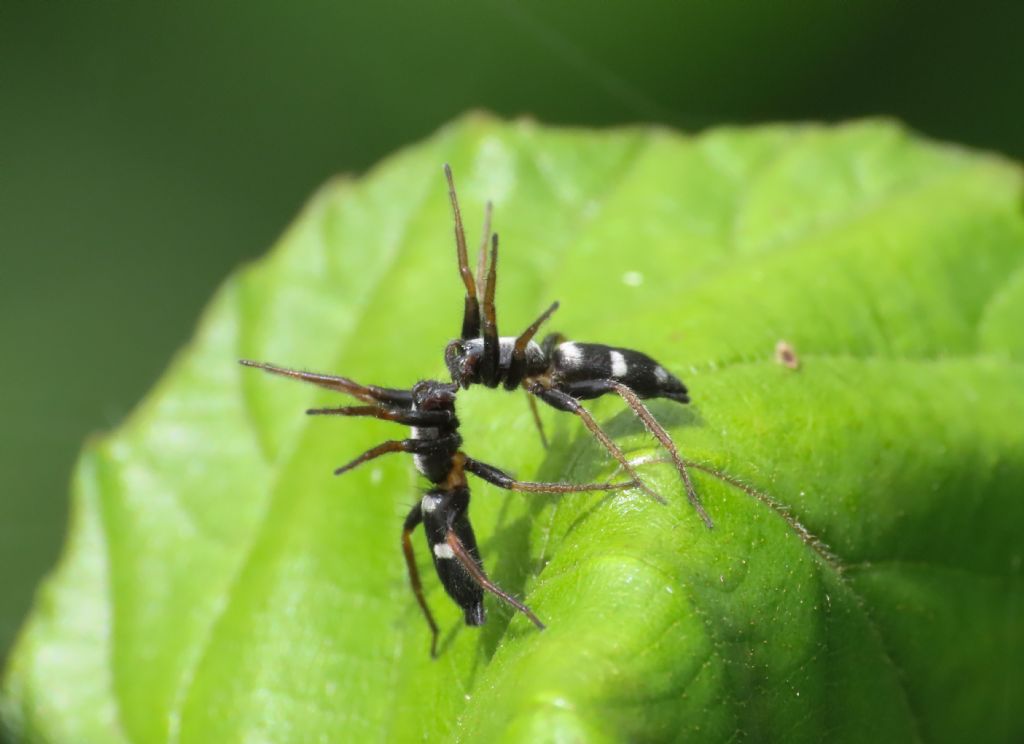 Gnaphosidae: Aphantaulax sp, maschi - Monticchio (AQ)