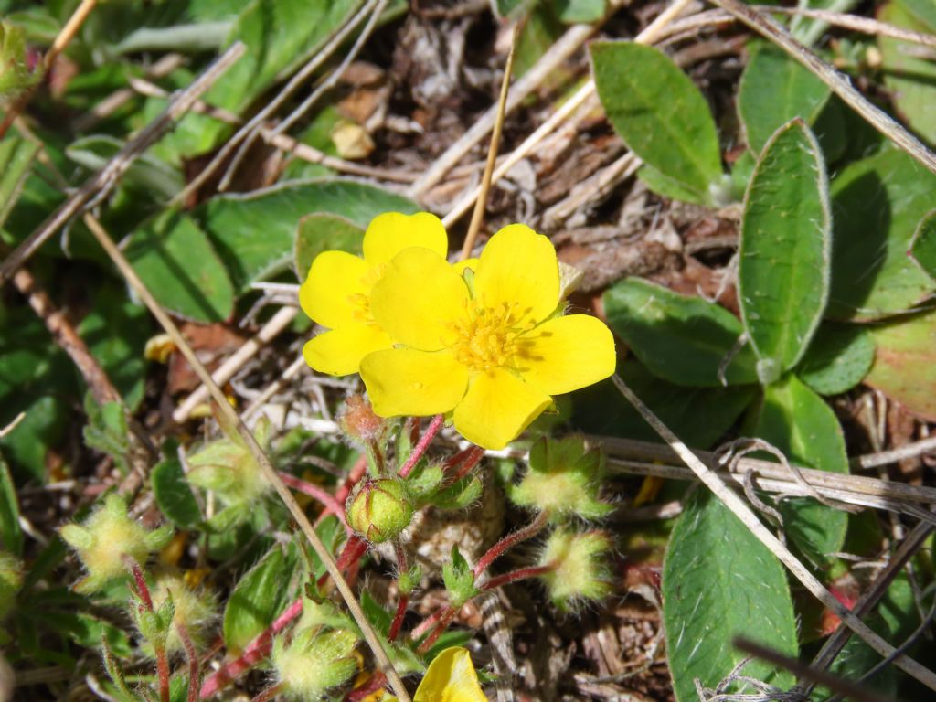 Potentilla da identificare