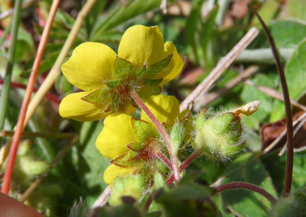 Potentilla da identificare