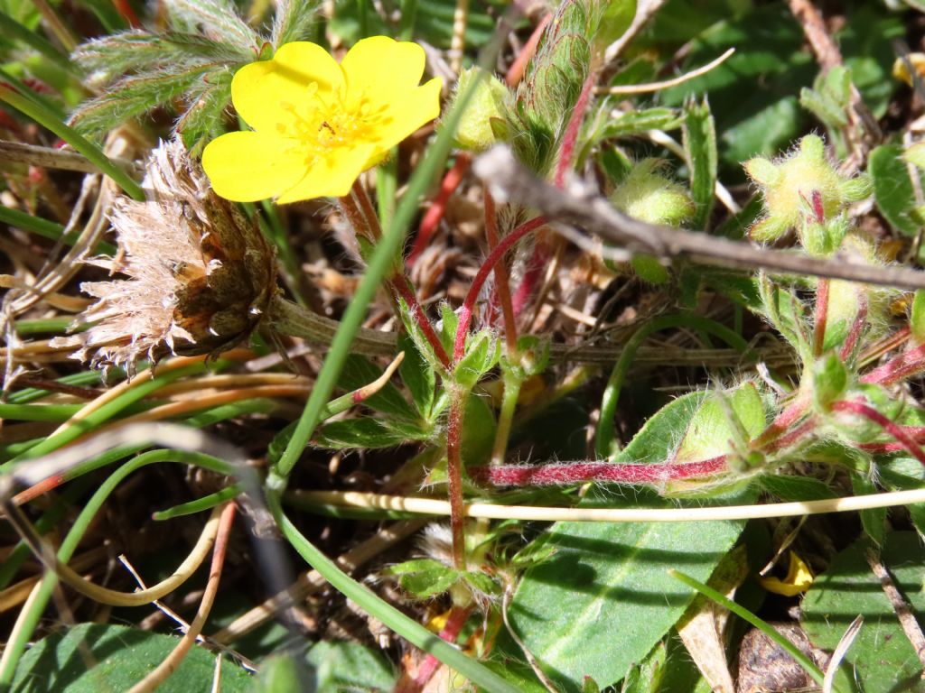 Potentilla da identificare