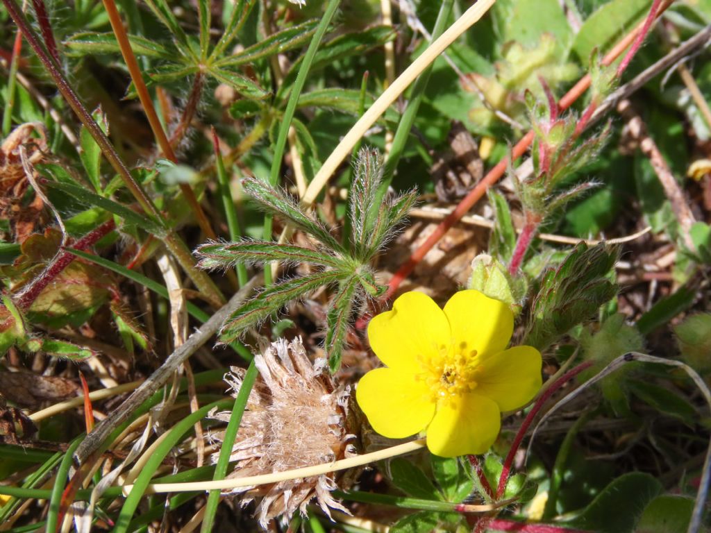 Potentilla da identificare