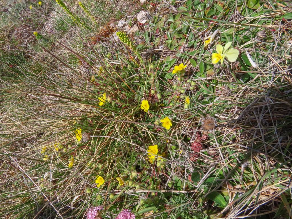 Potentilla da identificare