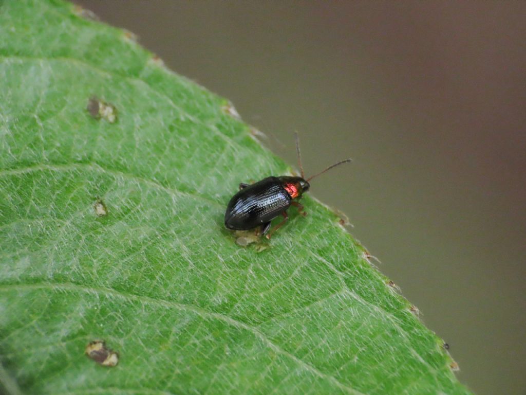 Chrysomelidae: Crepidodera aurata