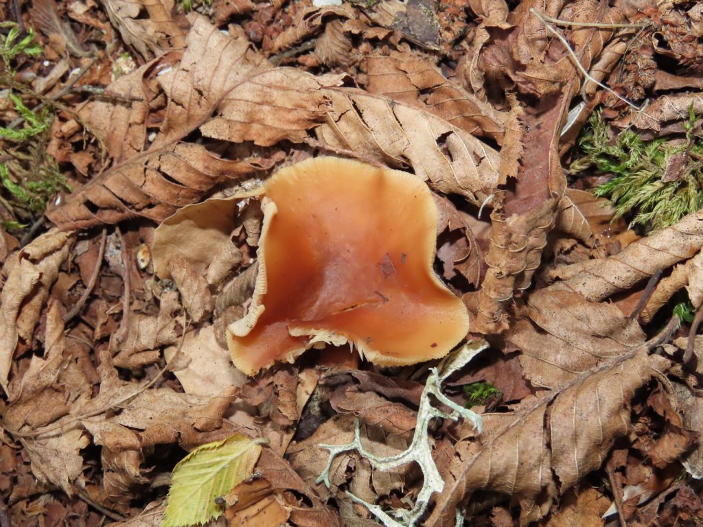 Fungo da identificare