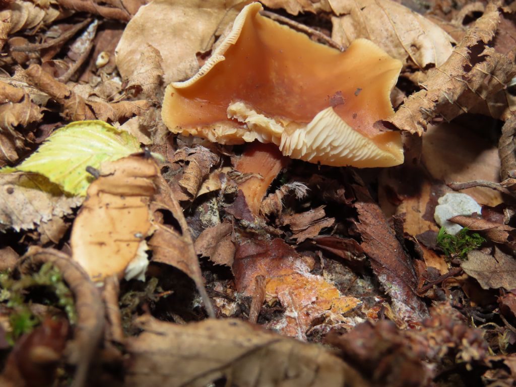 Fungo da identificare