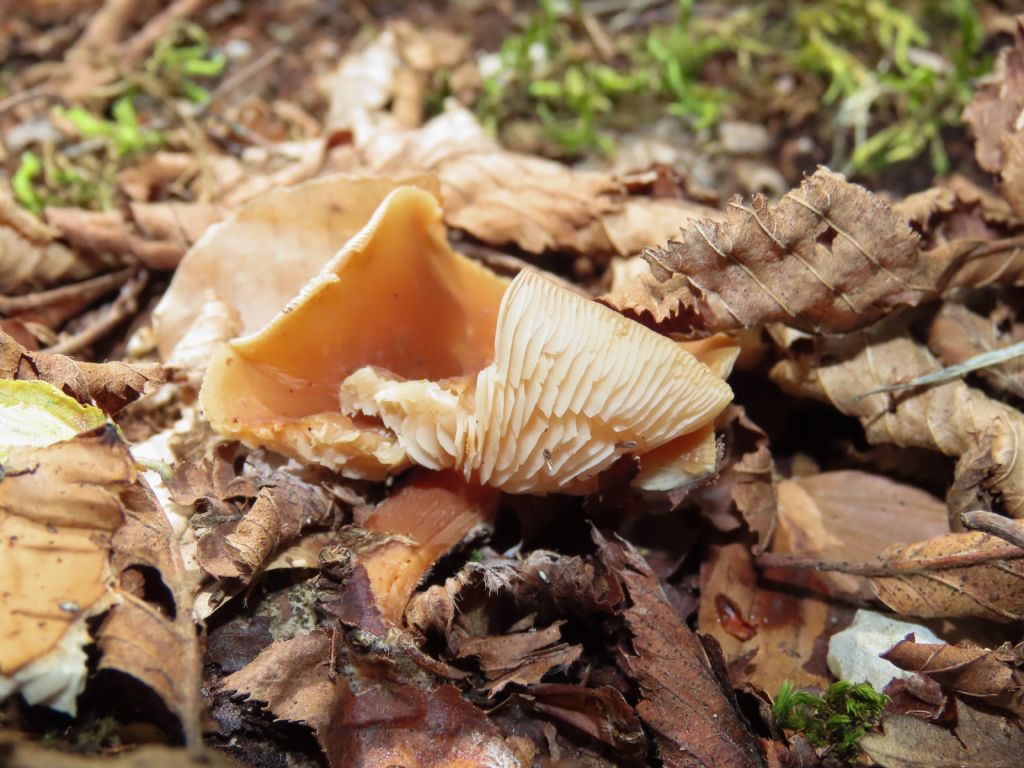 Fungo da identificare