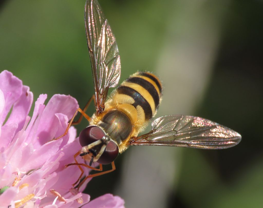 Syrphidae: Epistrophe grossulariae, femmina