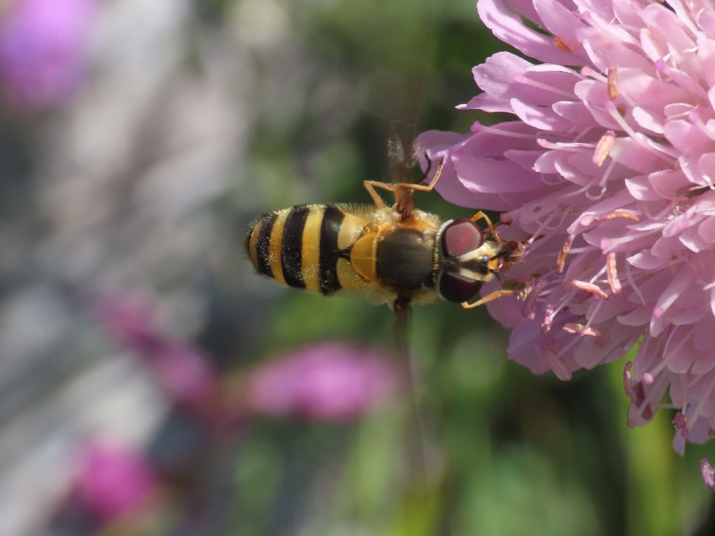 Syrphidae: Epistrophe grossulariae, femmina