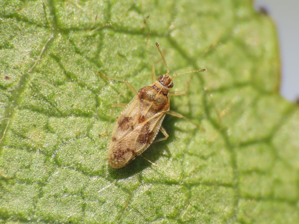 Tingidae: Monosteira cf. unicostata