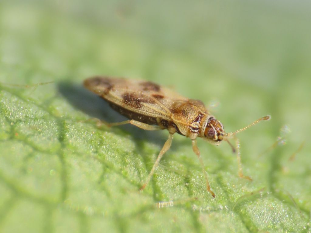 Tingidae: Monosteira cf. unicostata