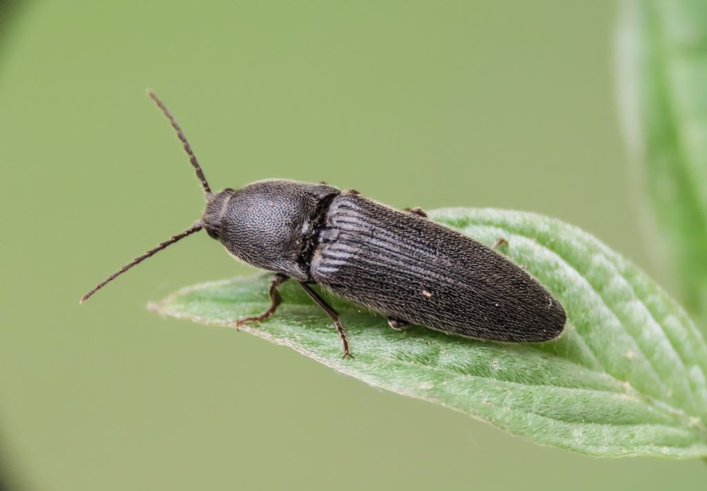 Melanotus? ... Melanotus sp.