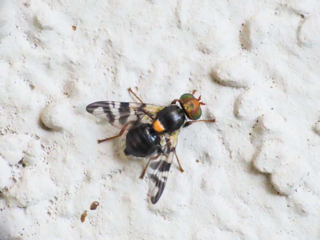 Tephritidae: Rhagoletis cerasi