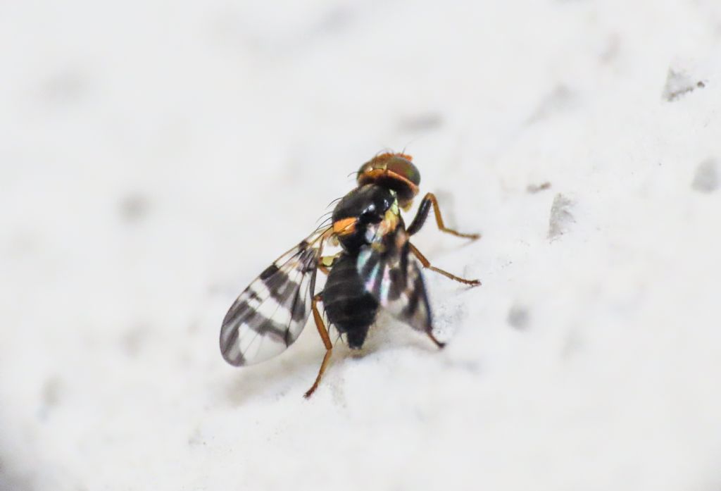 Tephritidae: Rhagoletis cerasi