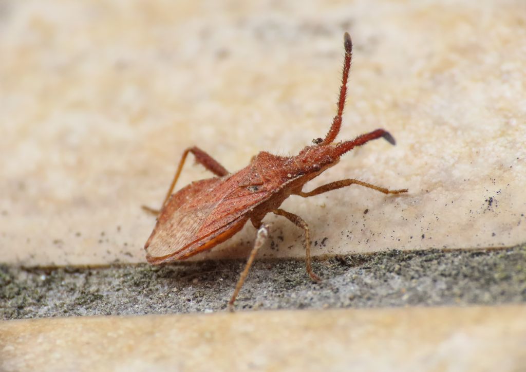 Coreidae: Coriomeris affinis