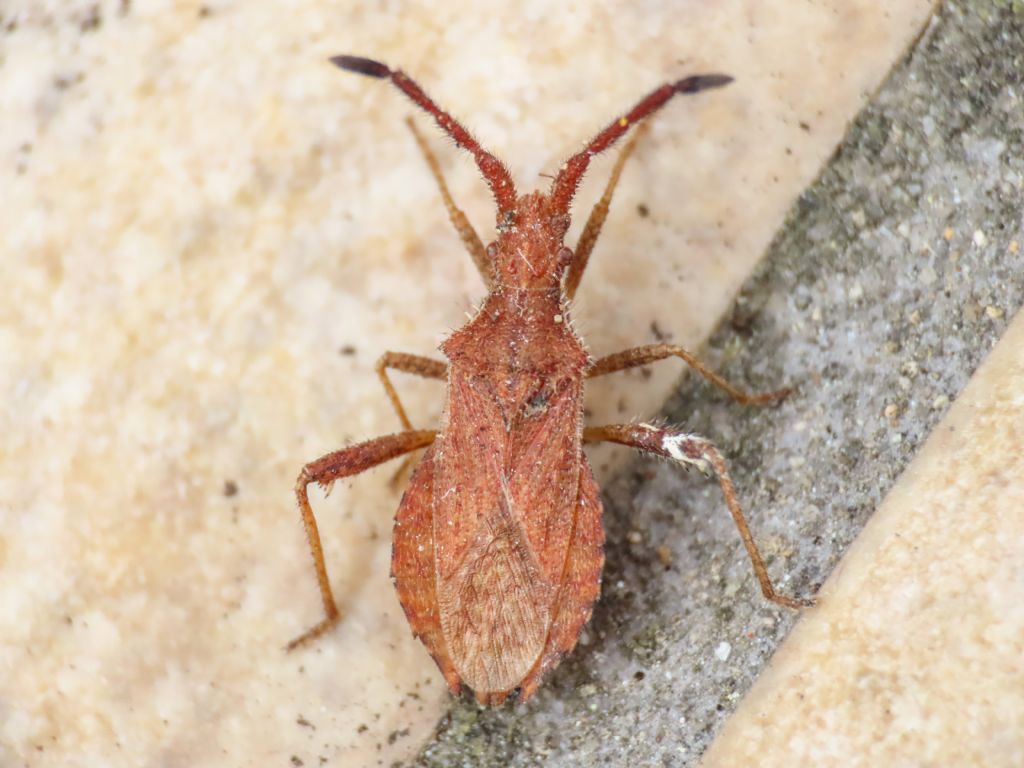 Coreidae: Coriomeris affinis