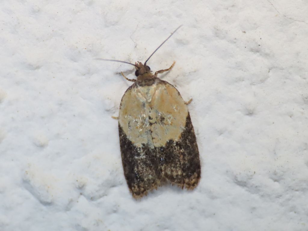 Tortricidae? S, Acleris variegana