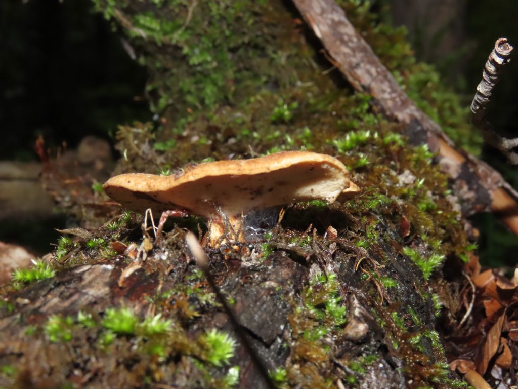 Fungo da identificare