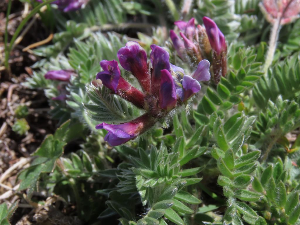 Oxytropis da confermare