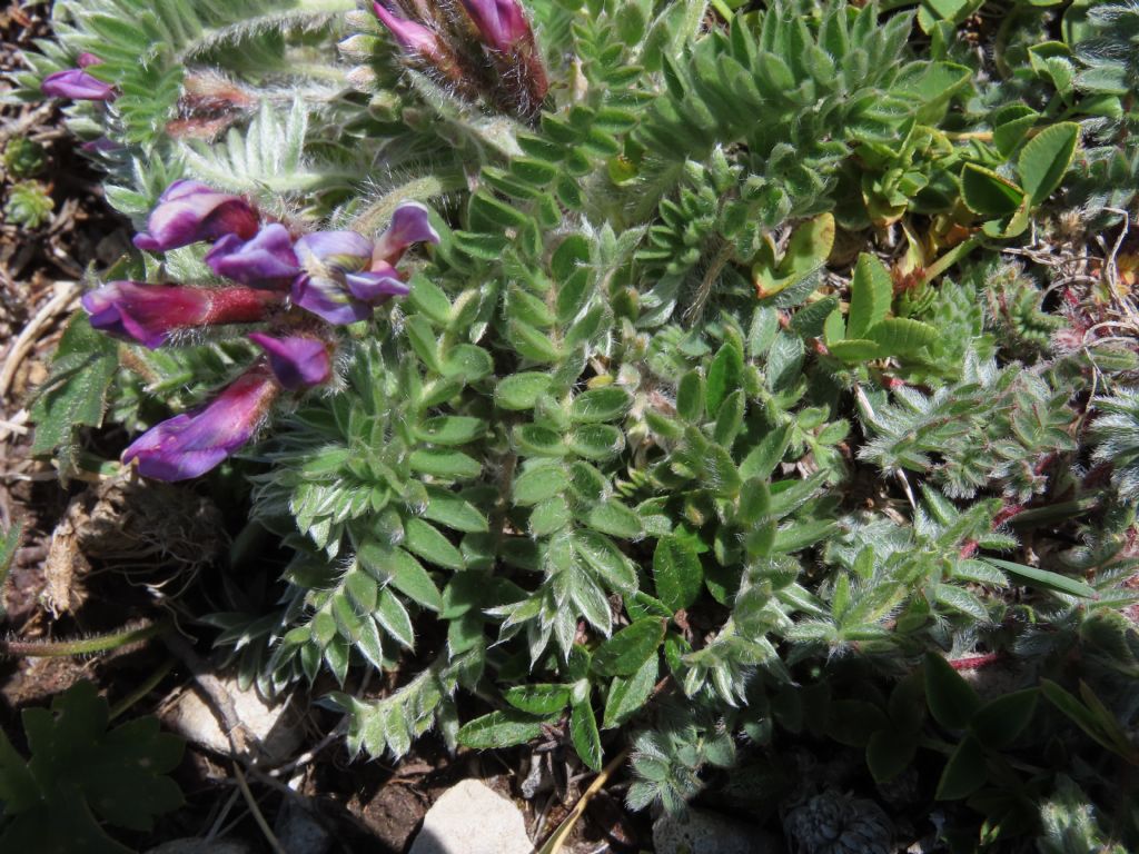 Oxytropis da confermare