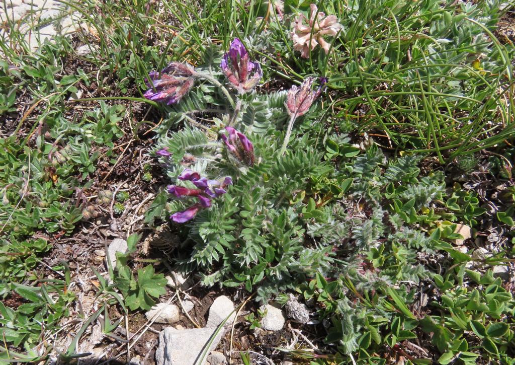 Oxytropis da confermare