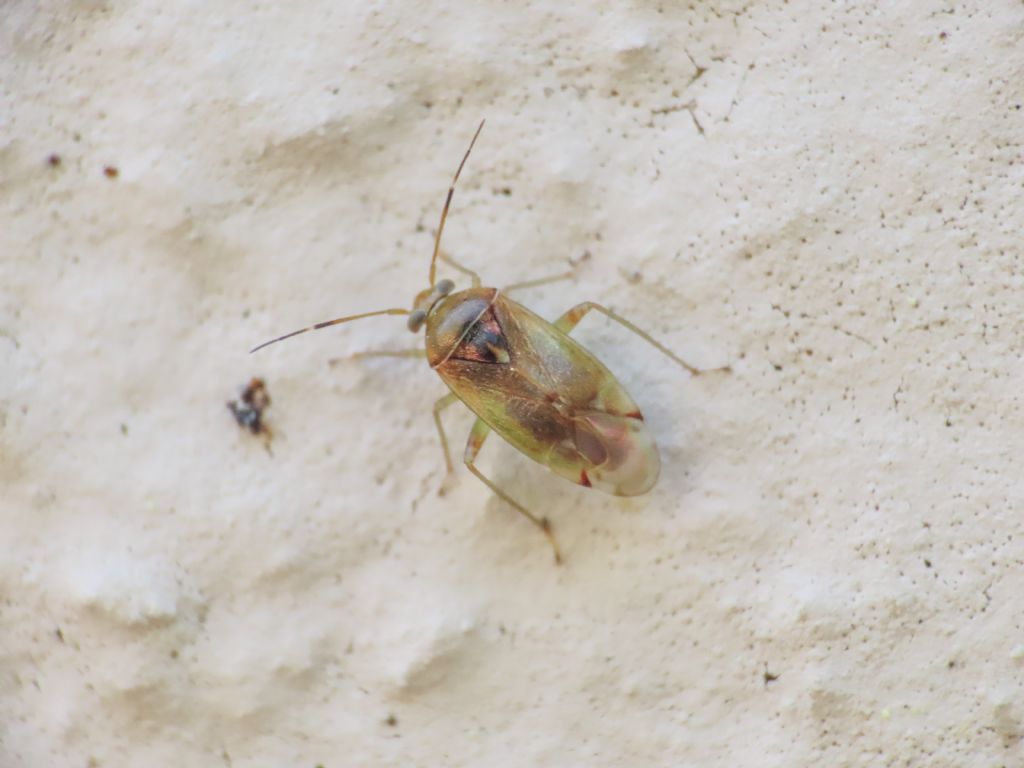 Miridae: Pinalitus cervinus