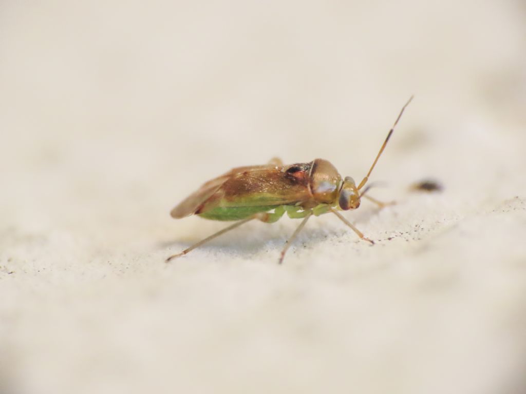 Miridae: Pinalitus cervinus