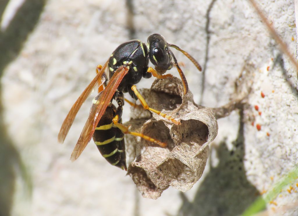 Polistes? S, Polistes biglumis