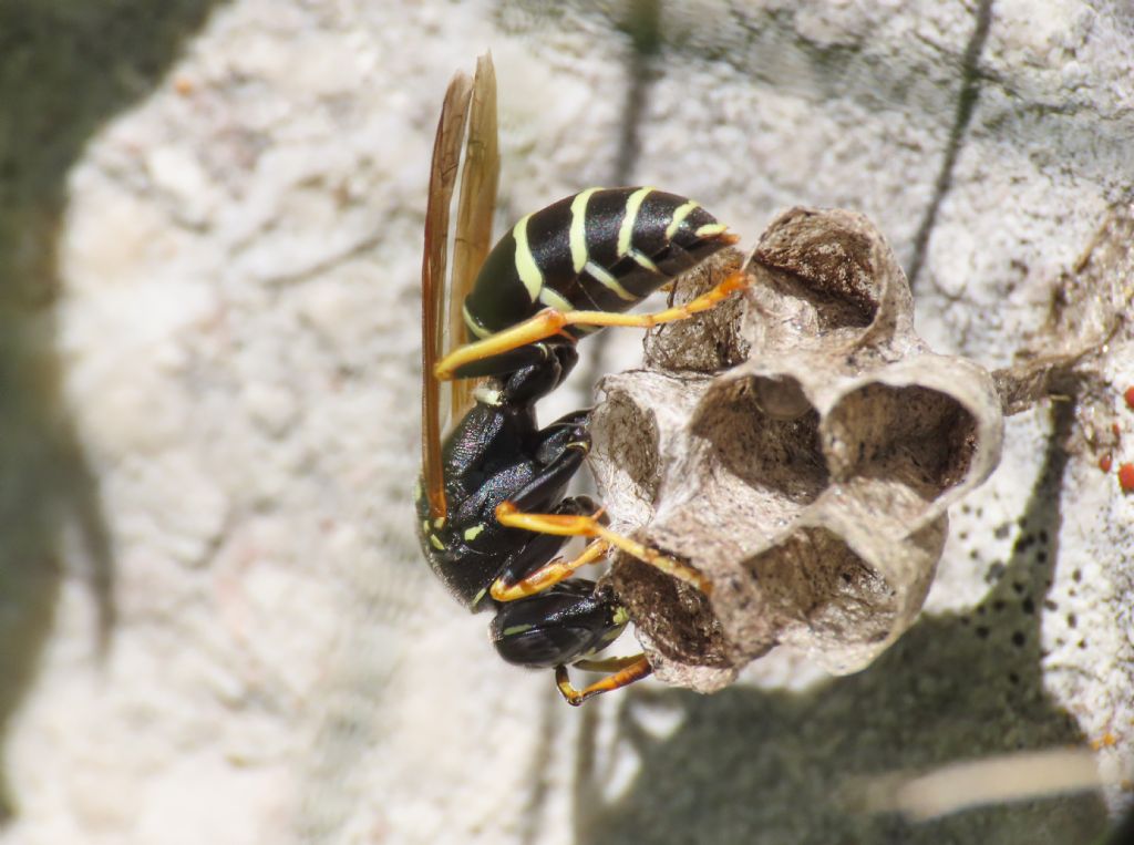 Polistes? S, Polistes biglumis