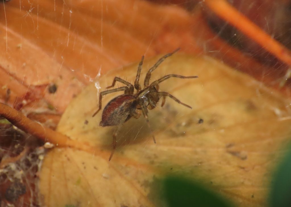 Aterigena? da identificare