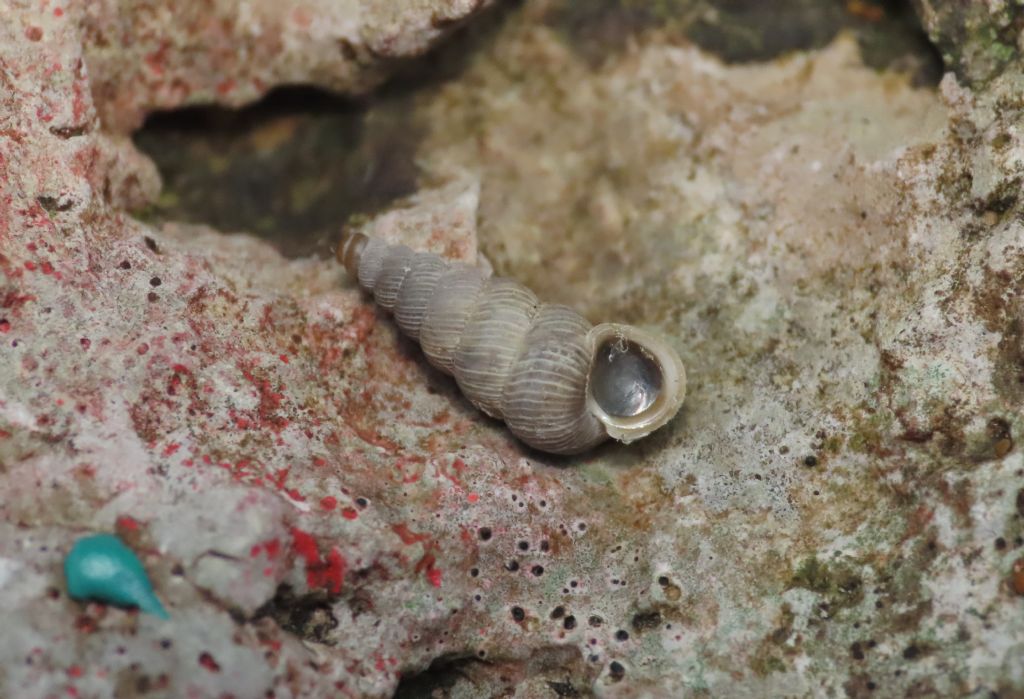 Gasteropode da identificare