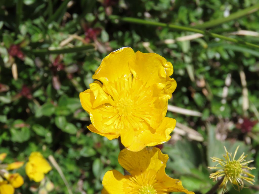 Ranunculus da identificare