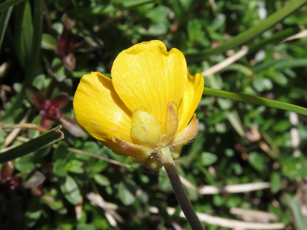 Ranunculus da identificare