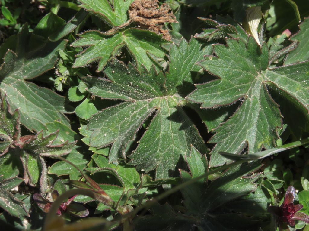 Ranunculus da identificare