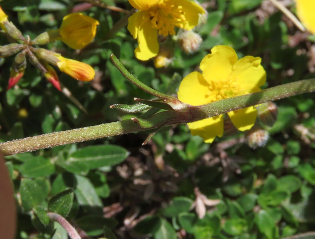 Ranunculus da identificare