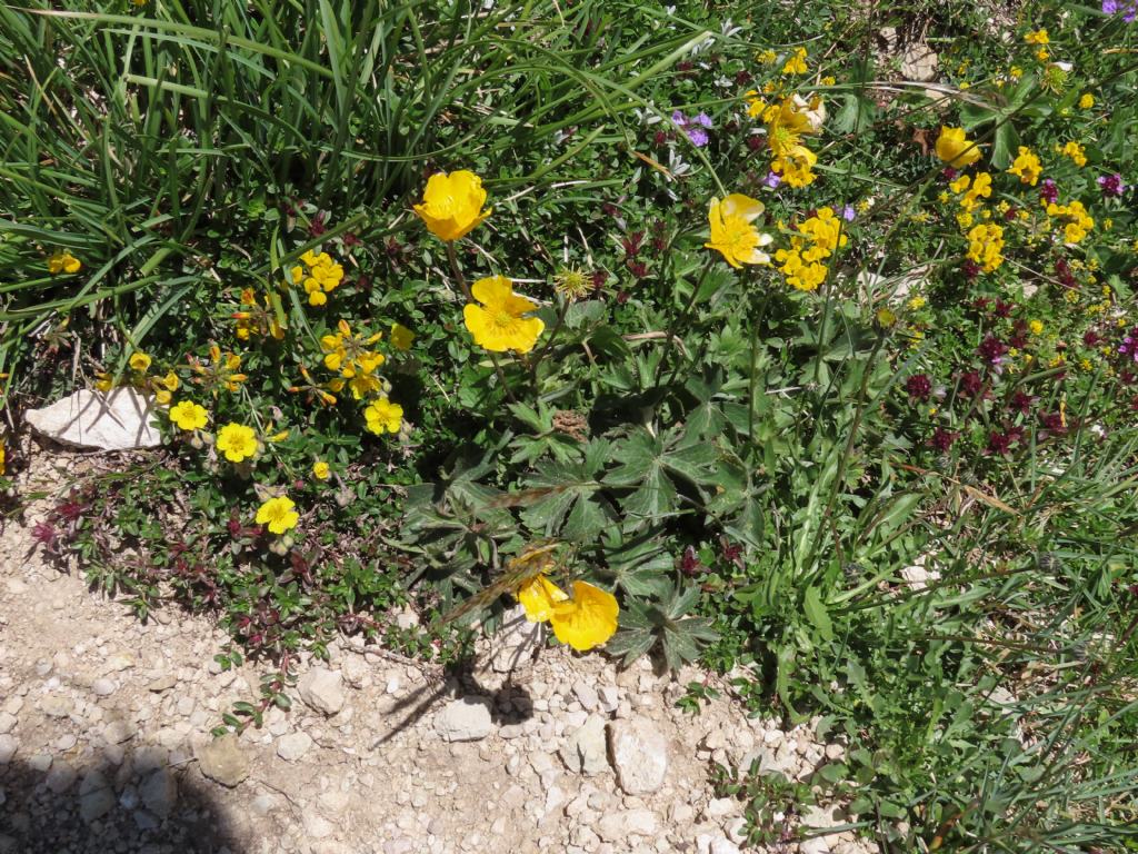 Ranunculus da identificare