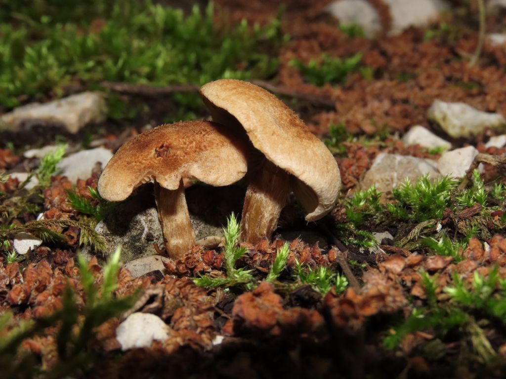 Funghi da identificare