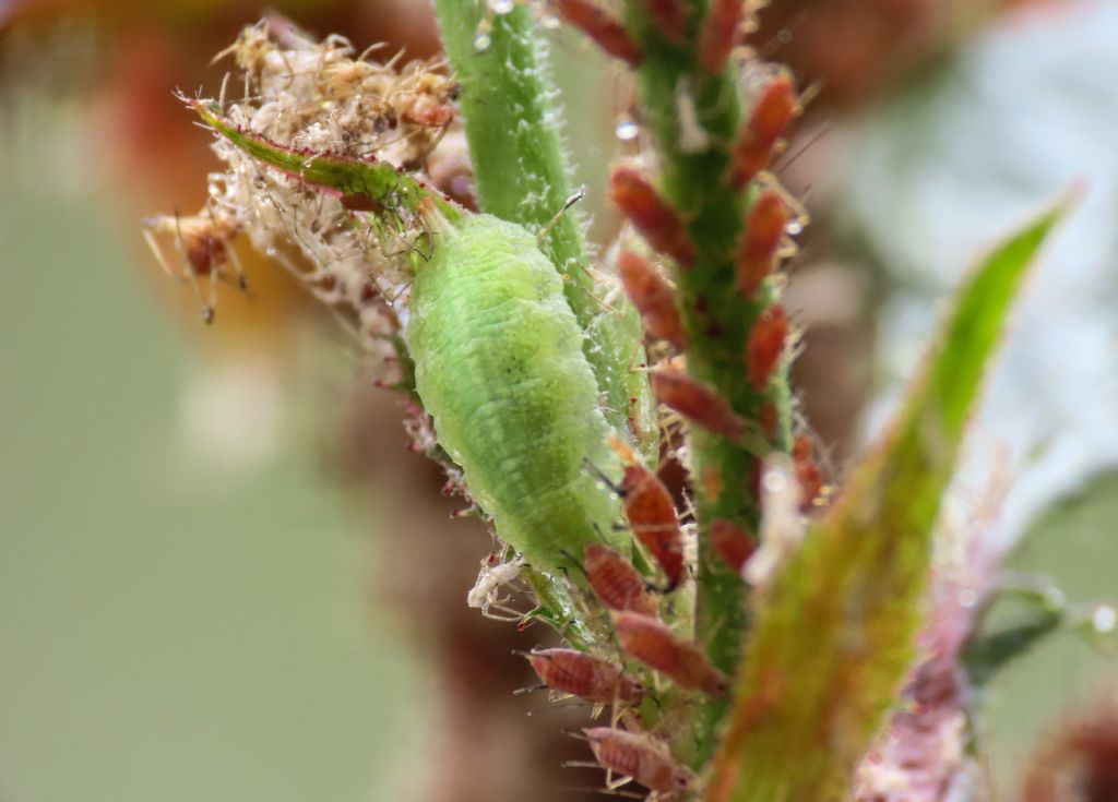 Larva di Syrphidae da identificare