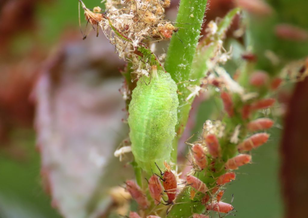 Larva di Syrphidae da identificare