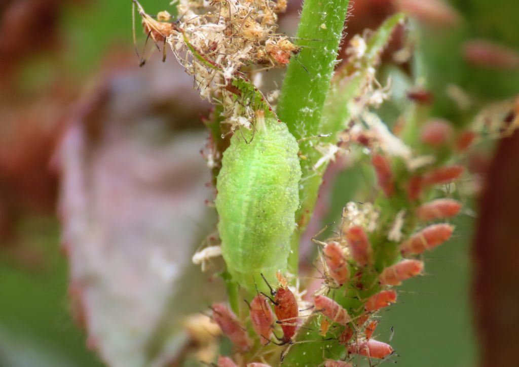 Larva di Syrphidae da identificare