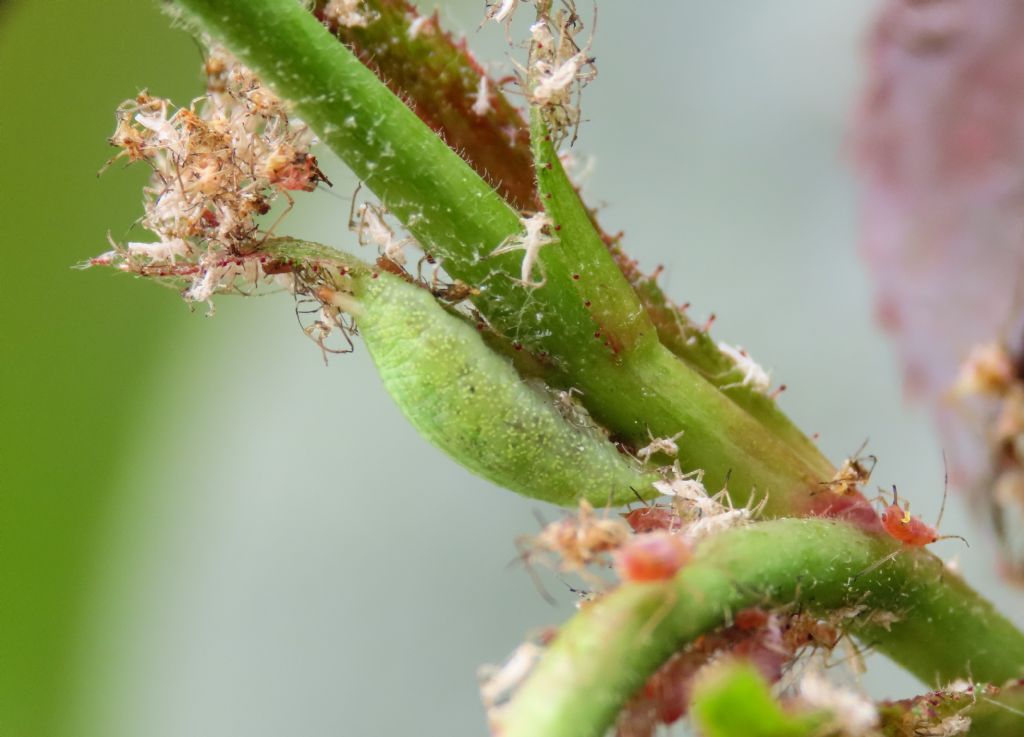 Larva di Syrphidae da identificare