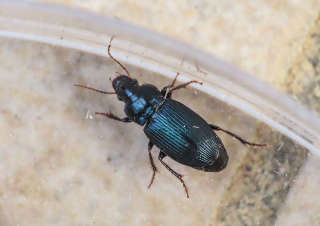 Carabidae: Harpalus honestus