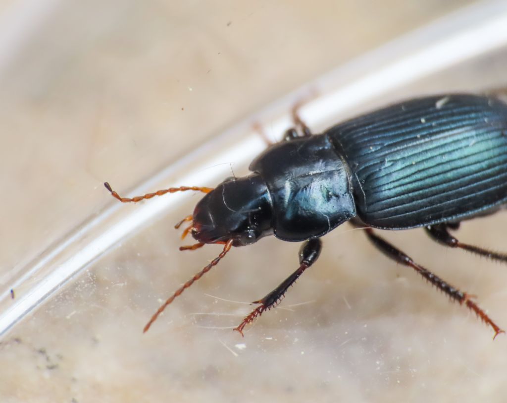 Carabidae: Harpalus honestus