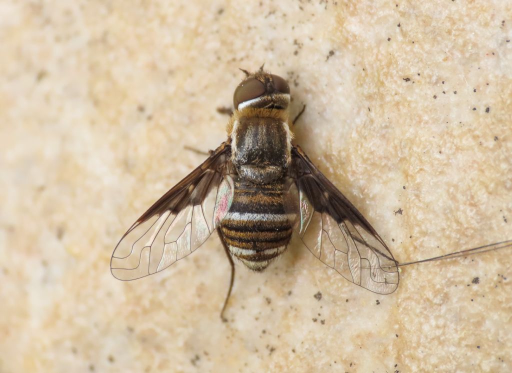 Bombyliidae: Exhyalanthrax?  S, Exhyalanthrax cfr. afer