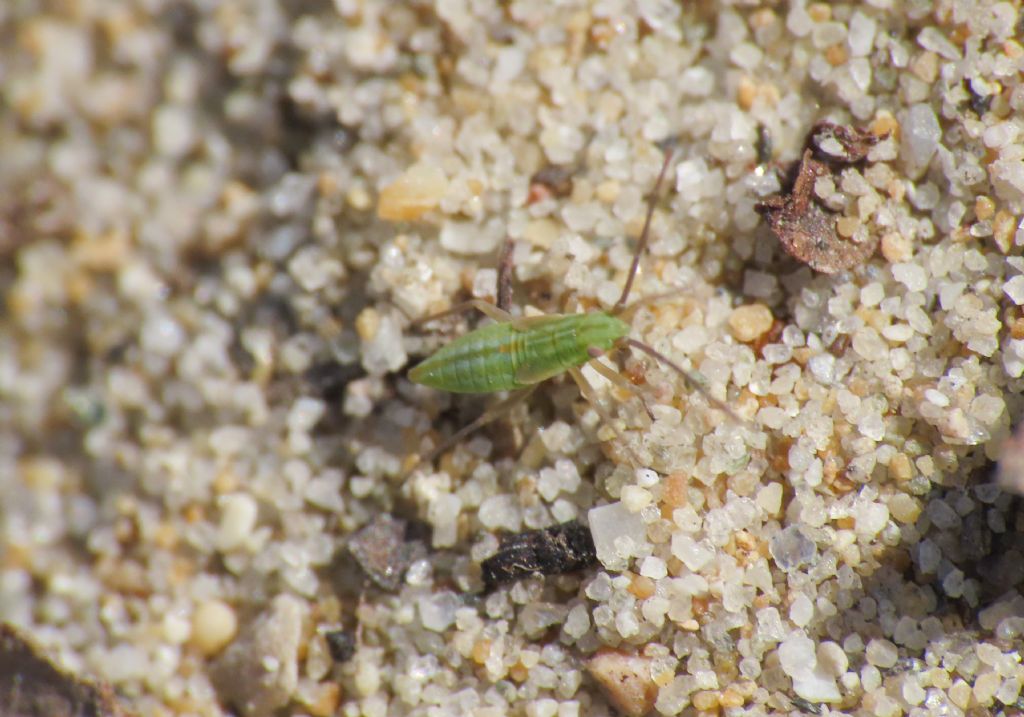 Miridae: ninfa di Trigonotylus sp.