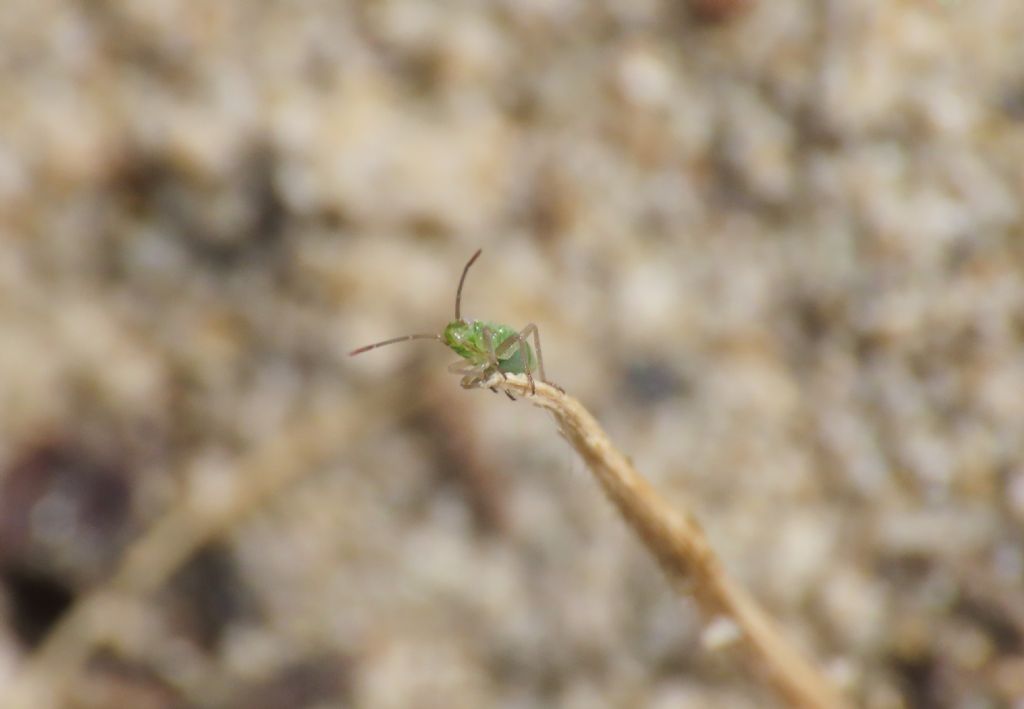 Miridae: ninfa di Trigonotylus sp.